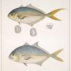 Fig. 1. Caranx Richardi; Fig. 2. Caranx Falcatus