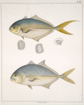 Fig. 1. Caranx Richardi; Fig. 2. Caranx Falcatus