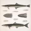 Fig. 1. Echeneis Lineata (Suck-fish, vlg.); Fig. 2. Elacate Canada (Cobia, Crab-eater)