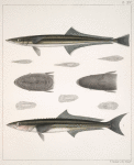 Fig. 1. Echeneis Lineata (Suck-fish, vlg.); Fig. 2. Elacate Canada (Cobia, Crab-eater)