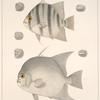 Fig 1. Ephippus Faber (Faber marinus; Angel-fish, vlg.); Fig. 2. Ephippus Gigas (Chætodon gigas; Angel-fish, vlg.).