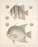 Fig 1. Ephippus Faber (Faber marinus; Angel-fish, vlg.); Fig. 2. Ephippus Gigas (Chætodon gigas; Angel-fish, vlg.).