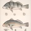 Fig. 1. Pognias Fasciatus (Labrus gruniens; Young Drum, vlg.); Fig. 2. Pogonias Cromis (Labrus cromis; Drum-fish, vlg.)