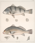 Fig. 1. Pognias Fasciatus (Labrus gruniens; Young Drum, vlg.); Fig. 2. Pogonias Cromis (Labrus cromis; Drum-fish, vlg.)