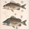 Fig. 1. Hæmulon Chrysopteron (Margate-fish, Perca chrysoptera; Red-mouth Grunt, vgl.); Fig. 2. Hæmulon Arcuatum (Black Grunt)