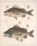 Fig. 1. Hæmulon Chrysopteron (Margate-fish, Perca chrysoptera; Red-mouth Grunt, vgl.); Fig. 2. Hæmulon Arcuatum (Black Grunt)