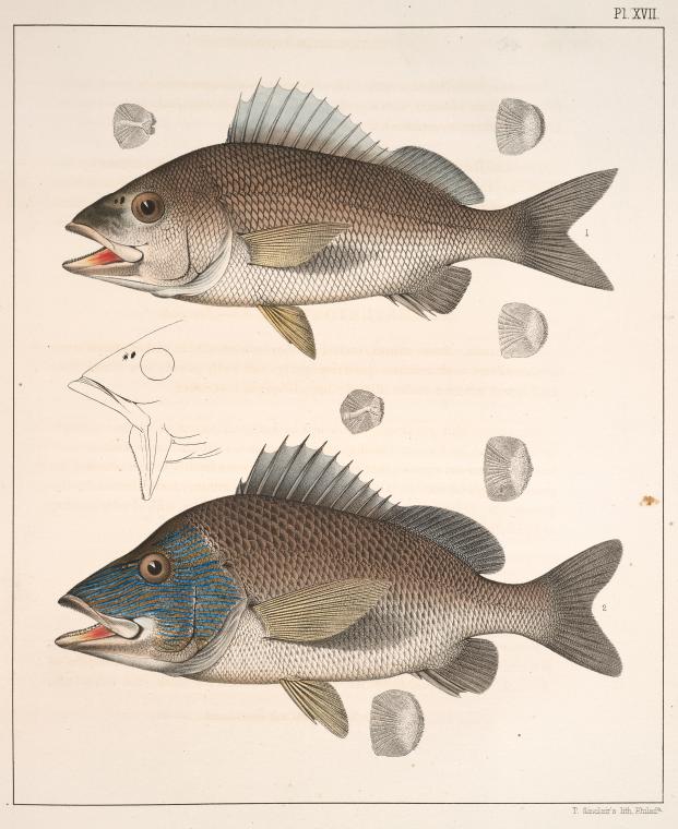 Fig. 1. Hæmulon Chrysopteron (Margate-fish, Perca chrysoptera; Red ...