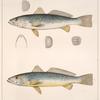 Fig. 1. Otolithus Regalis (Weak-fish, Scup, or Scuppaug ); Fig. 2. Otolithus Thalassinus (Sea Trout, or Dee-water Trout, vlg.)