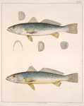 Fig. 1. Otolithus Regalis (Weak-fish, Scup, or Scuppaug ); Fig. 2. Otolithus Thalassinus (Sea Trout, or Dee-water Trout, vlg.)