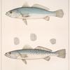 Fig. 1. Otolithus Nothus (Bastard Trout, vlg.); Fig. 2. Otolithus Carolinensis (Salmon Trout, vlg.)