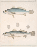 Fig. 1. Otolithus Nothus (Bastard Trout, vlg.); Fig. 2. Otolithus Carolinensis (Salmon Trout, vlg.)