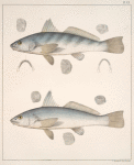 Fig. 1. Umbrina Alburnus ( Whiting, Deep-water Whiting, vlg.); Fig. 2. Umbrina Littoralis (Surf-Whiting)