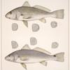 Fig. 1. Micropogon Undulatus (Croker, vlg.); Fig. 2. Corvina Ocellata (Bass, or Spotted Bass, vlg.)