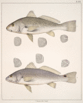 Fig. 1. Micropogon Undulatus (Croker, vlg.); Fig. 2. Corvina Ocellata (Bass, or Spotted Bass, vlg.)