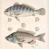 Fig. 1 Larimus Fasciatus (Bull-head, vlg.); Fig. 2. Pristipoma fulvo-maculatum (Sailor's Choice; Hog-Fish)