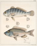 Fig. 1 Larimus Fasciatus (Bull-head, vlg.); Fig. 2. Pristipoma fulvo-maculatum (Sailor's Choice; Hog-Fish)