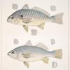 Fig 1. Leiostomus Obliquus (Chub, vlg.); Fig. 2. Homoprion Xanthurus (Yellow tail).