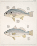 Fig 1. Leiostomus Obliquus (Chub, vlg.); Fig. 2. Homoprion Xanthurus (Yellow tail).