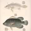 Fig. 1. Homoprion Lanceolatus ; Fig. 2. Lobotes Surinamensis (Black Perch).