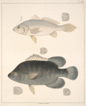 Fig. 1. Homoprion Lanceolatus ; Fig. 2. Lobotes Surinamensis (Black Perch).
