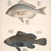 Fig. 1. Pargus Argyrops (Porgy);  Fig. 2. Serranus Nigritus (Black Grouper)
