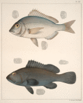 Fig. 1. Pargus Argyrops (Porgy);  Fig. 2. Serranus Nigritus (Black Grouper)