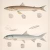 Fig. 1. Saurus Foetens (Providence Whiting); Fig. 2. Elops Saurus  (Jackmariddle)