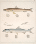 Fig. 1. Saurus Foetens (Providence Whiting); Fig. 2. Elops Saurus  (Jackmariddle)