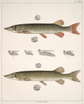 Fig. 1. Trachinotus Glaucus. Ifg. 2. Hæmulon Quadrilineatum.