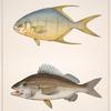 Fig. 1. Esox Affinis ; Fig. 2. Esox Ravenelli