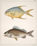Fig. 1. Esox Affinis ; Fig. 2. Esox Ravenelli