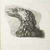 Eagle's head