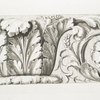 Acanthus leaves