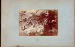Dog and birds