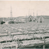 Drying fish at Gloucester