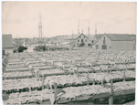 Drying fish at Gloucester