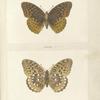 Argynnis Cybele.