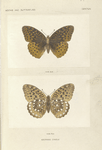 Argynnis Cybele.