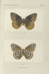 Argynnis Aphrodite.