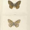 Argynnis Atlanta.