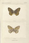 Argynnis Atlanta.