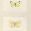 Colias Philodice.