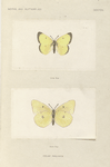 Colias Philodice.