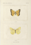 Colias Eurytheme.