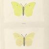 Gonepteryx Maerula.