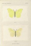 Gonepteryx Maerula.