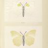 Gonepteryx  Clorinde.