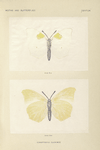 Gonepteryx  Clorinde.