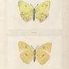 Callidryas Eubele.