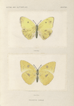 Callidryas Eubele.
